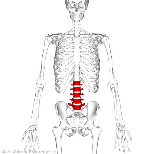 Lumbar Spine section