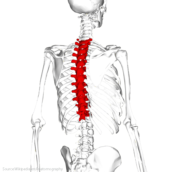 Thoracic Spine section